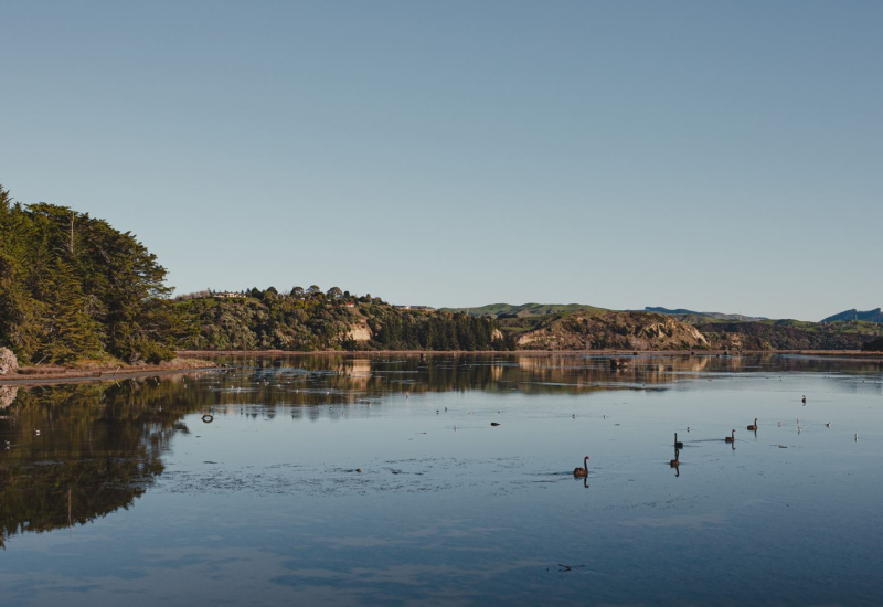 Lagoon Farm Napier